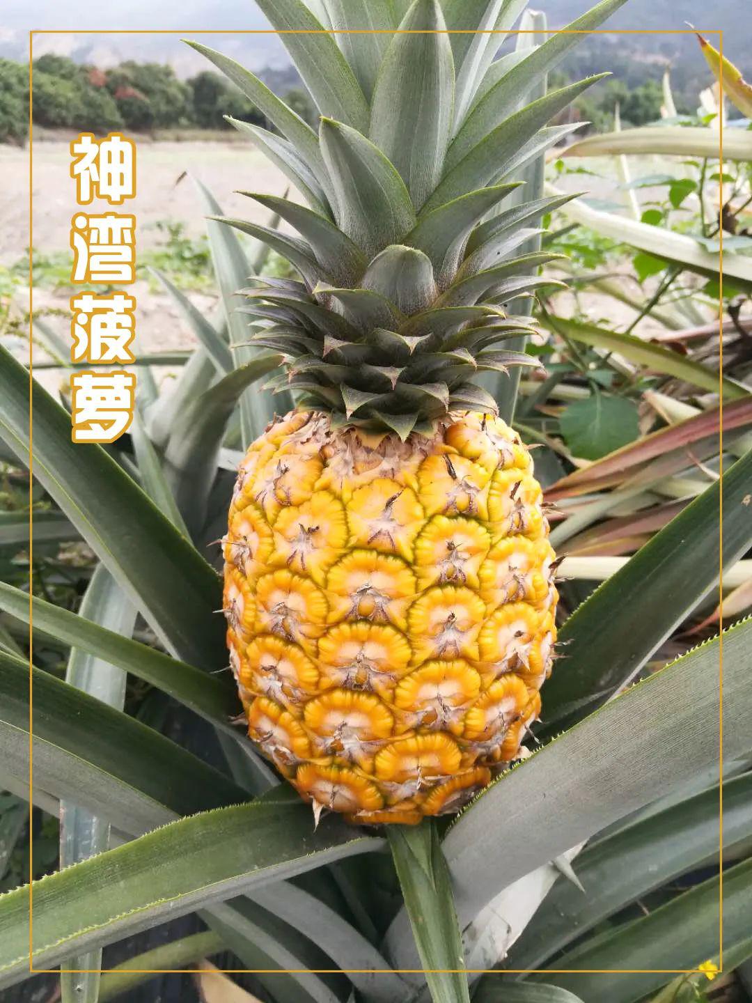 助农行动499元抢购中山正宗神湾菠萝2大2小亲子套餐含采摘体验试吃