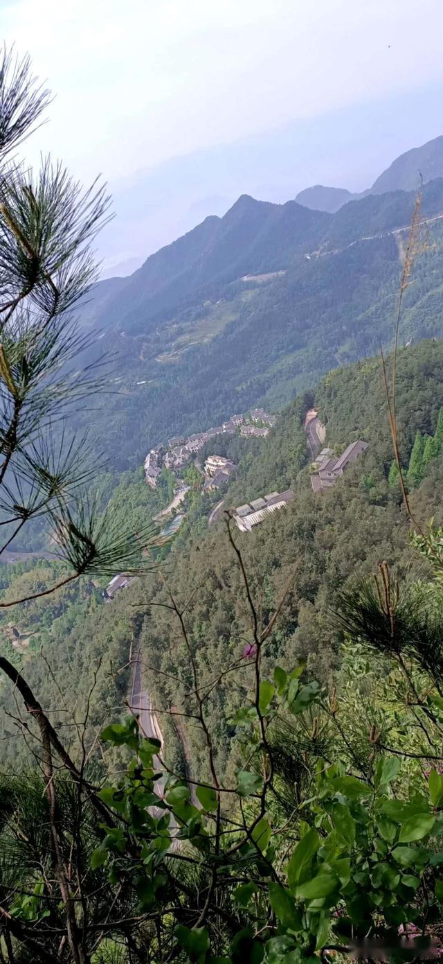 万州铁峰山火棘花开 清香素雅惹人爱