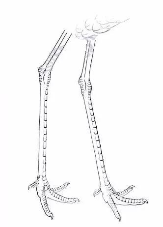 鹤的身体结构图图片