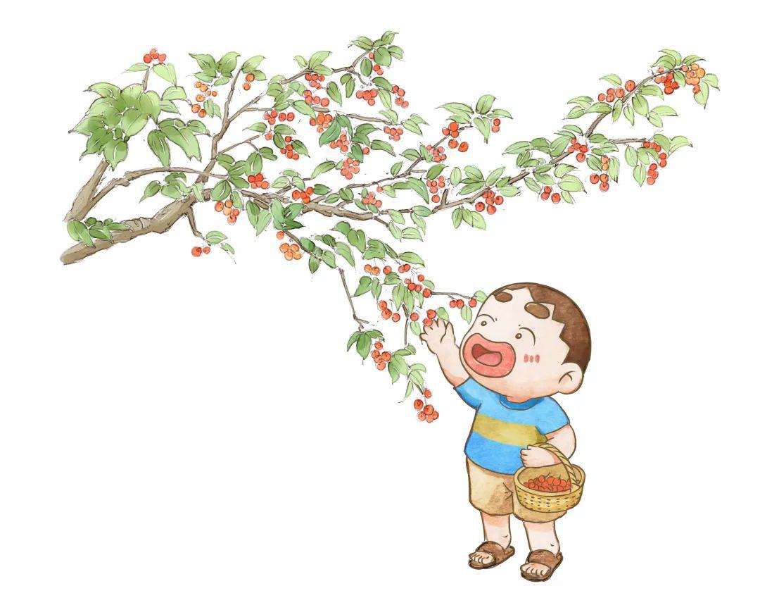 大红袍枇杷让人驻足,忍不住抢着买一把尝尝鲜水汪汪,亮晶晶的樱桃上面