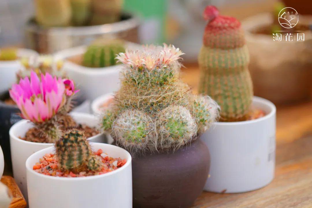 二十四节气立夏丨天地始交万物并秀