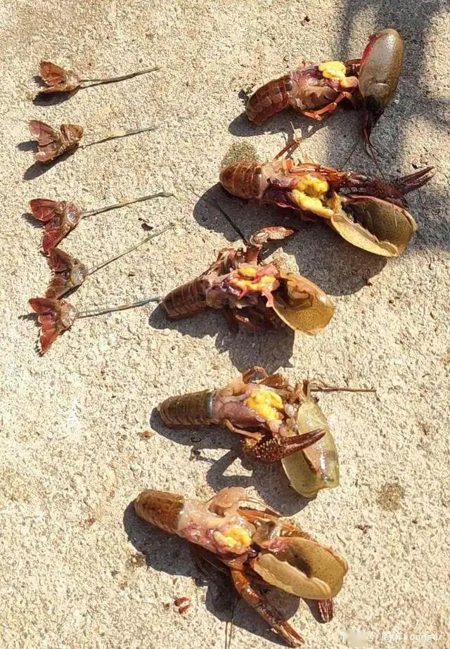 应对龙虾黑色五月瘟预防细则如下