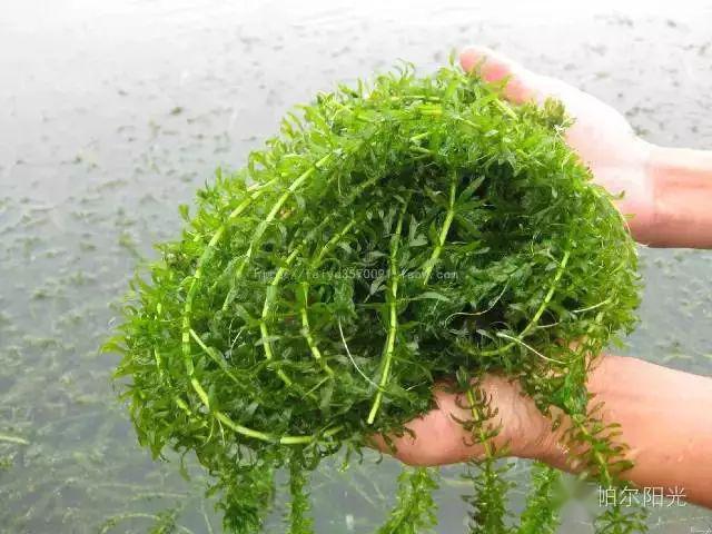 养蟹没有巧只要水草好蟹塘水草管理技术