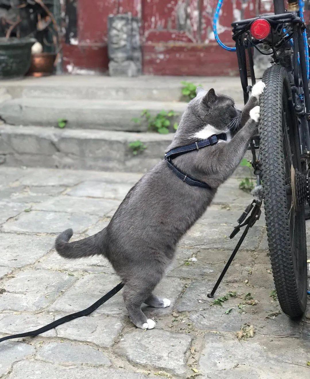 我猫找了修理工的工作!