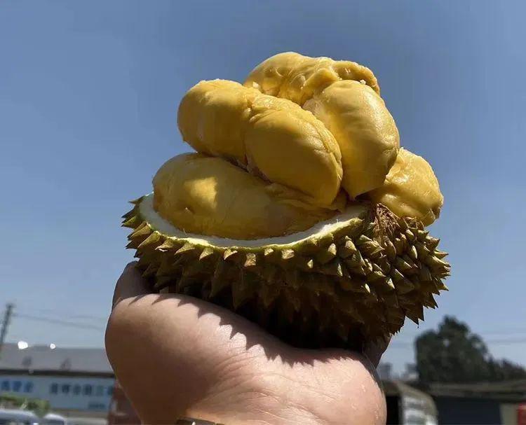 平价版本猫山王0656起抢购巴掌托曼尼榴莲够黄够饱满够重口味