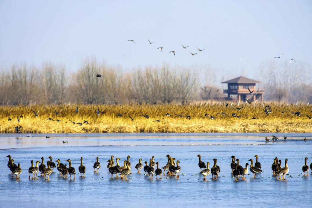 姜山湿地总面积2万亩,蓄水面积5000亩,是胶东半岛最大的内陆湿地,也是