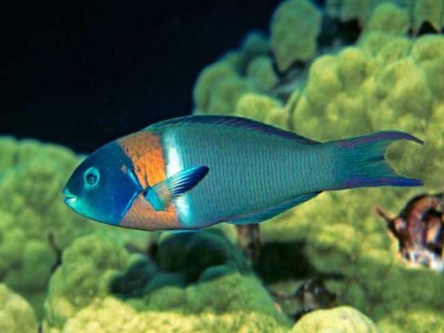 英文外刊,最有营养的鱼是什么?