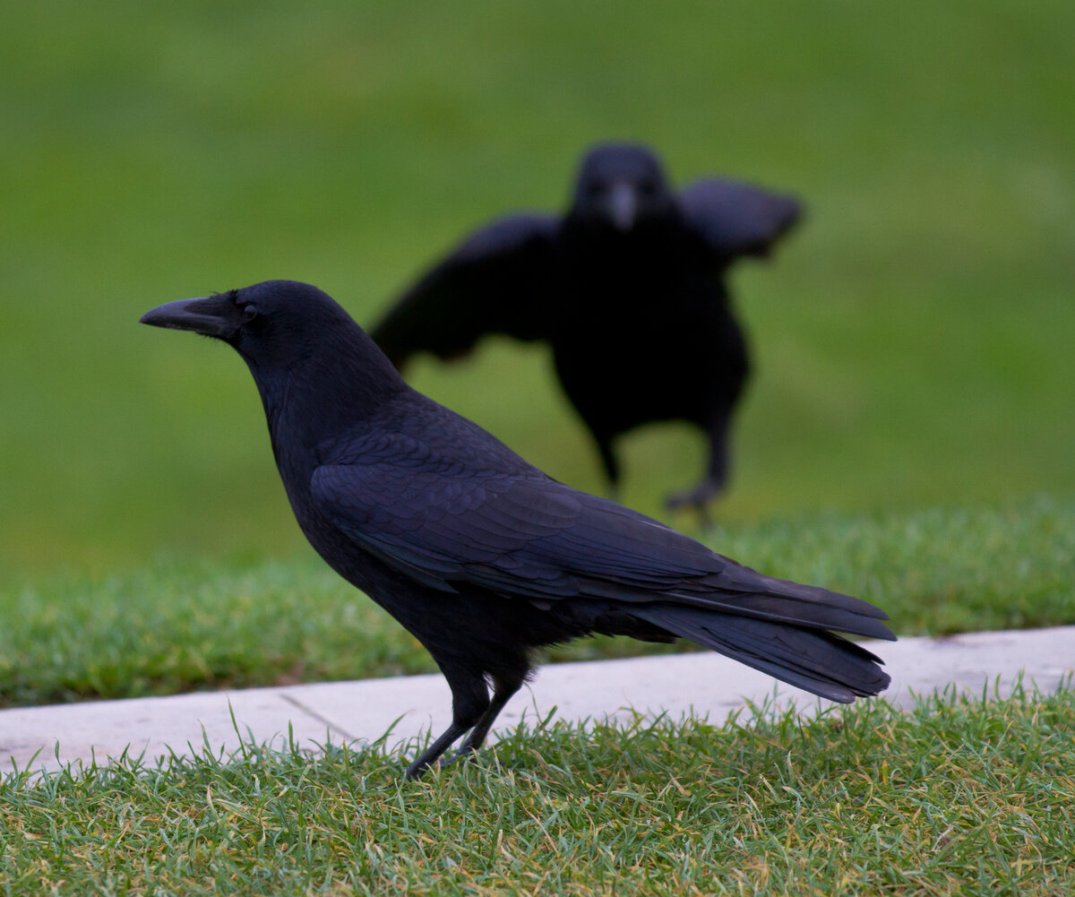 杜乐丽花园:一座天然实验室_乌鸦