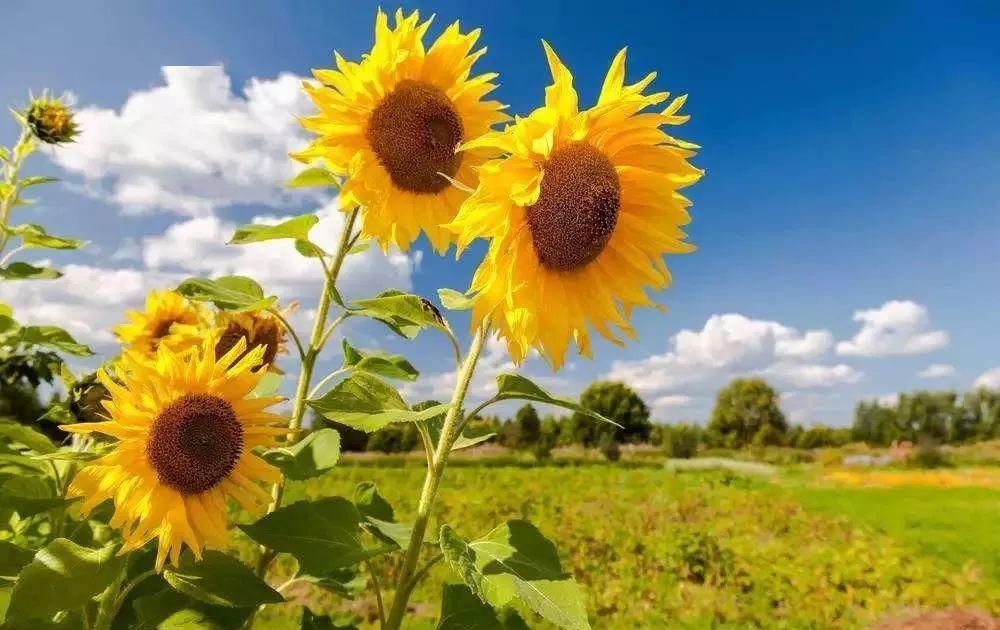 立夏与农事关系紧密,节令至此,阳光普照,万物繁茂.