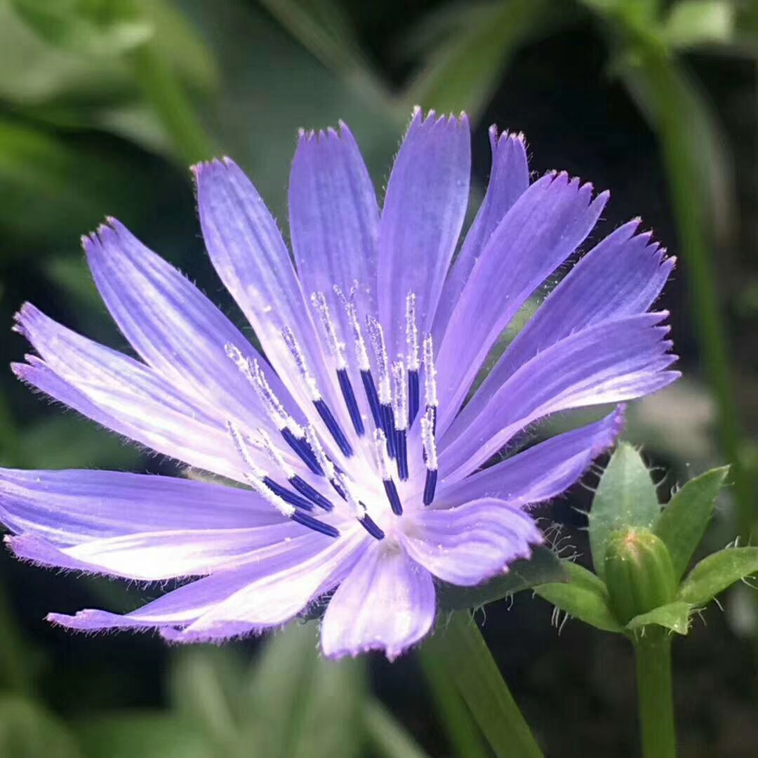 根肉质,短粗;茎直立,有棱,中空,多分枝;叶互生,长倒披针形,头状花序