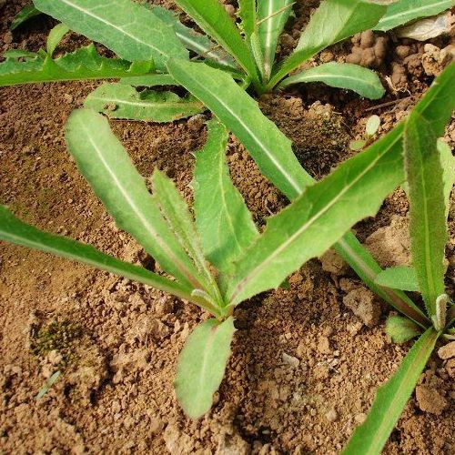 比苦瓜还苦的野菜农村当野草城里人却花高价买啥功效