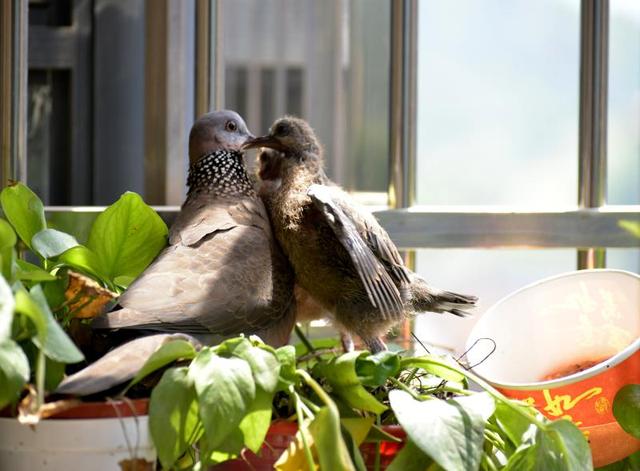 原创《人与鸟和谐共处》余金水摄于湖北省鄂州市泽林镇