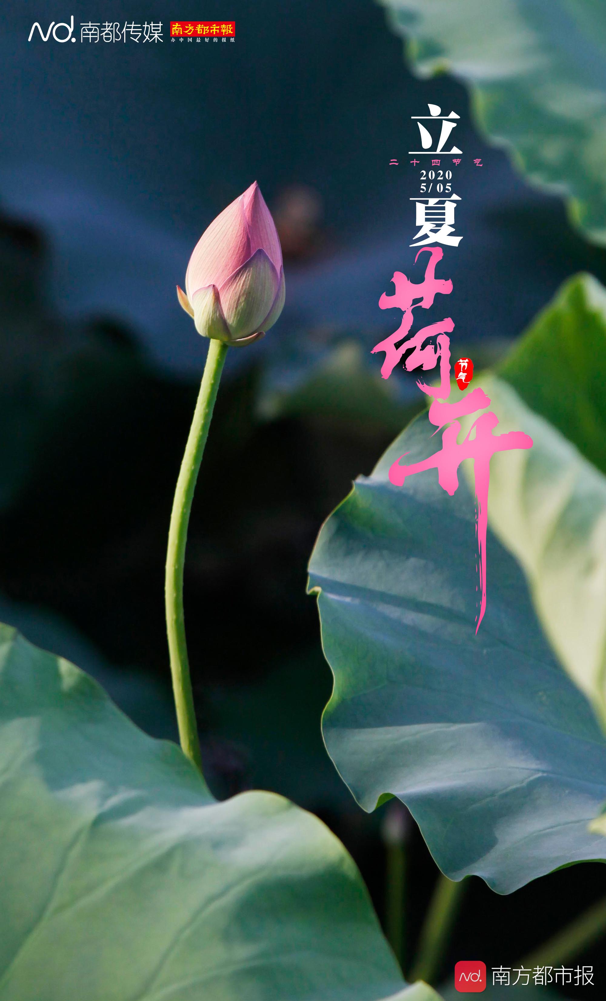 立夏日荷花开奉上一组消暑海报