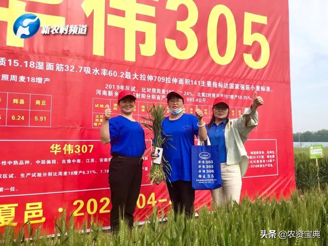 据了解,华伟305属于优质强筋小麦品种,目前已通过国家初审,华伟305的