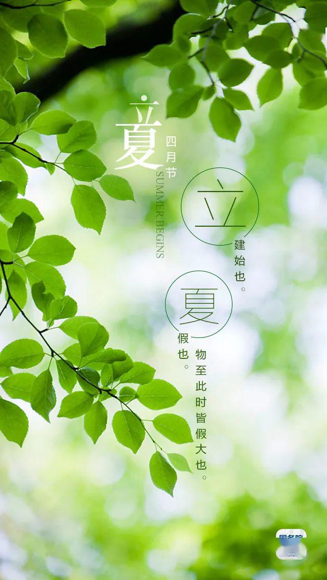 立夏小荷才露尖尖角早有蜻蜓立上头