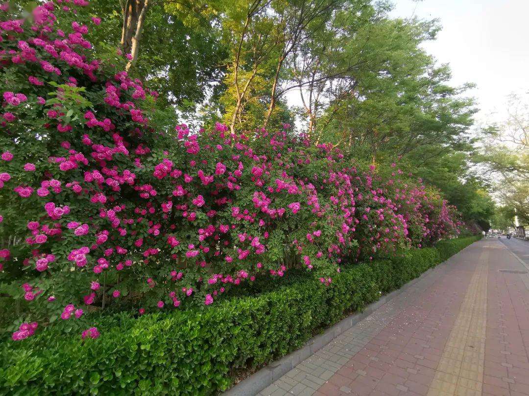 泰城"最美花墙"没错,这里就是传说中的引得人们纷