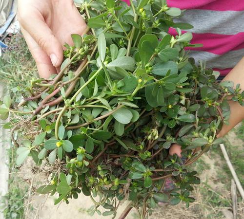 这种野菜在农村很常见阳台也能种植你知道是什么野菜吗