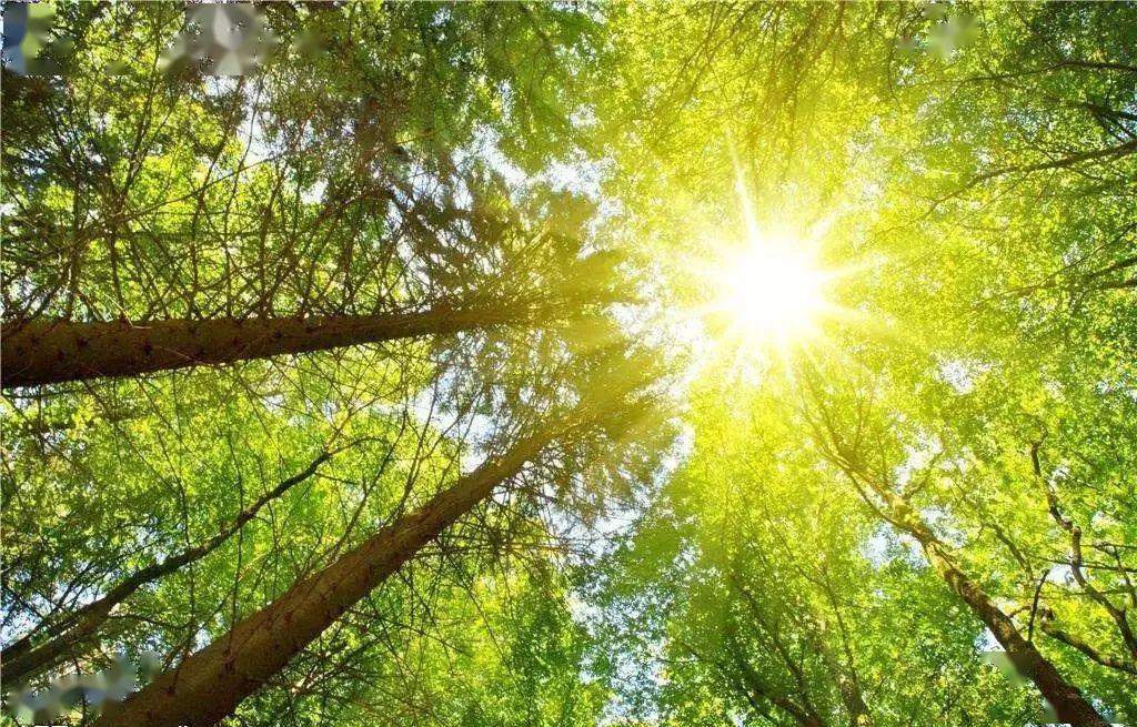 节令至此,阳光普照,万物繁茂