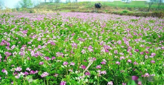 古书说山上有葱下有银上有朱砂下有金是真的吗