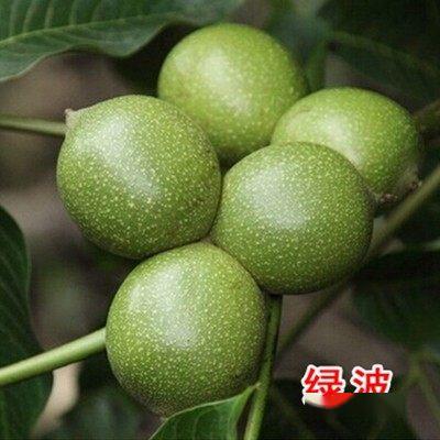 绿波核桃引种及丰产栽培管理技术