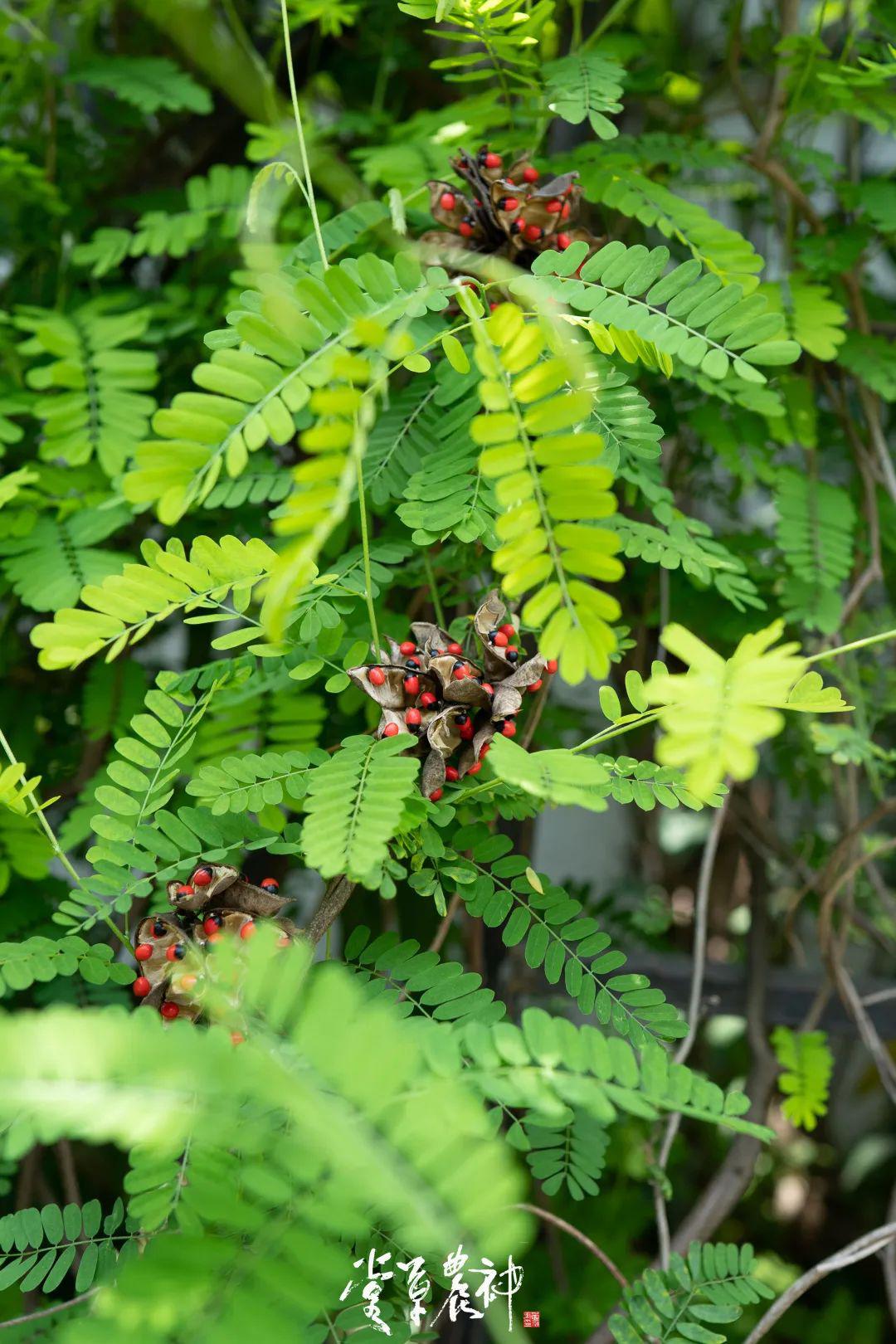 三生的视界 | 致那些陪伴我们青春的仙儿们_相思子