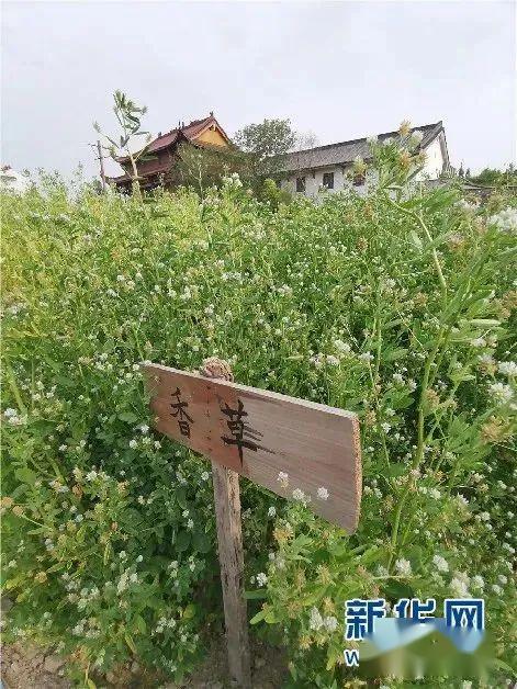 新华网寿州香草又飘香