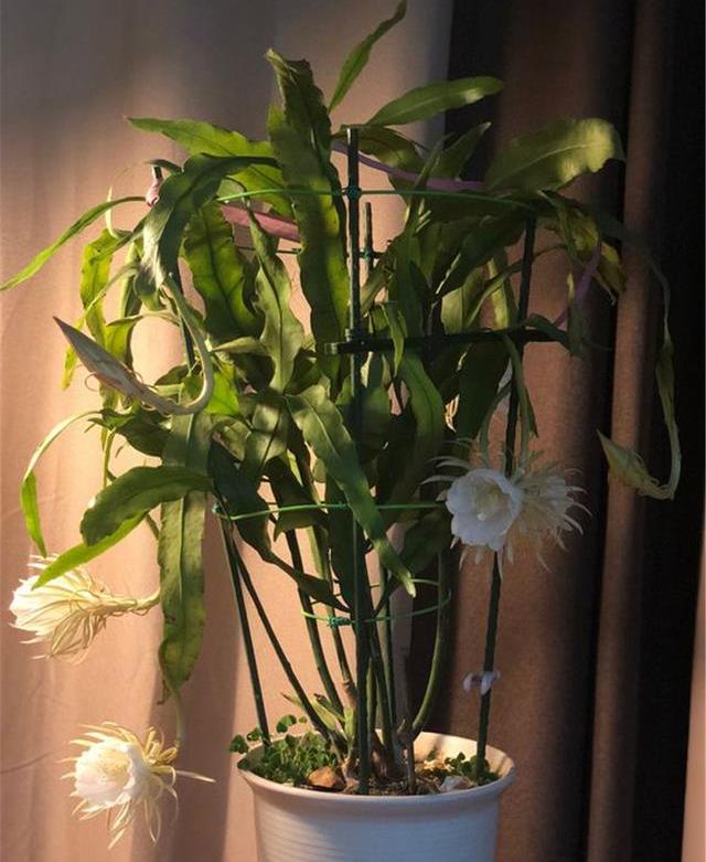 原创超罕见的花昙花该怎么养试试这3招