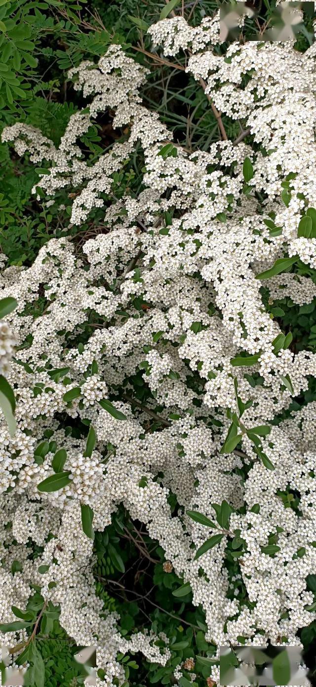 万州铁峰山火棘花开 清香素雅惹人爱_开花