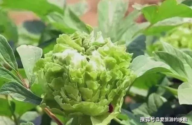 史上最全百種牡丹花開成海能知道8種算你牛