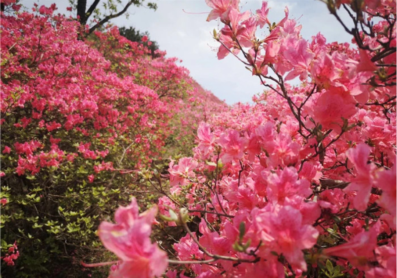 六安野生映山紅獨霸摸雲山驚豔了整個春