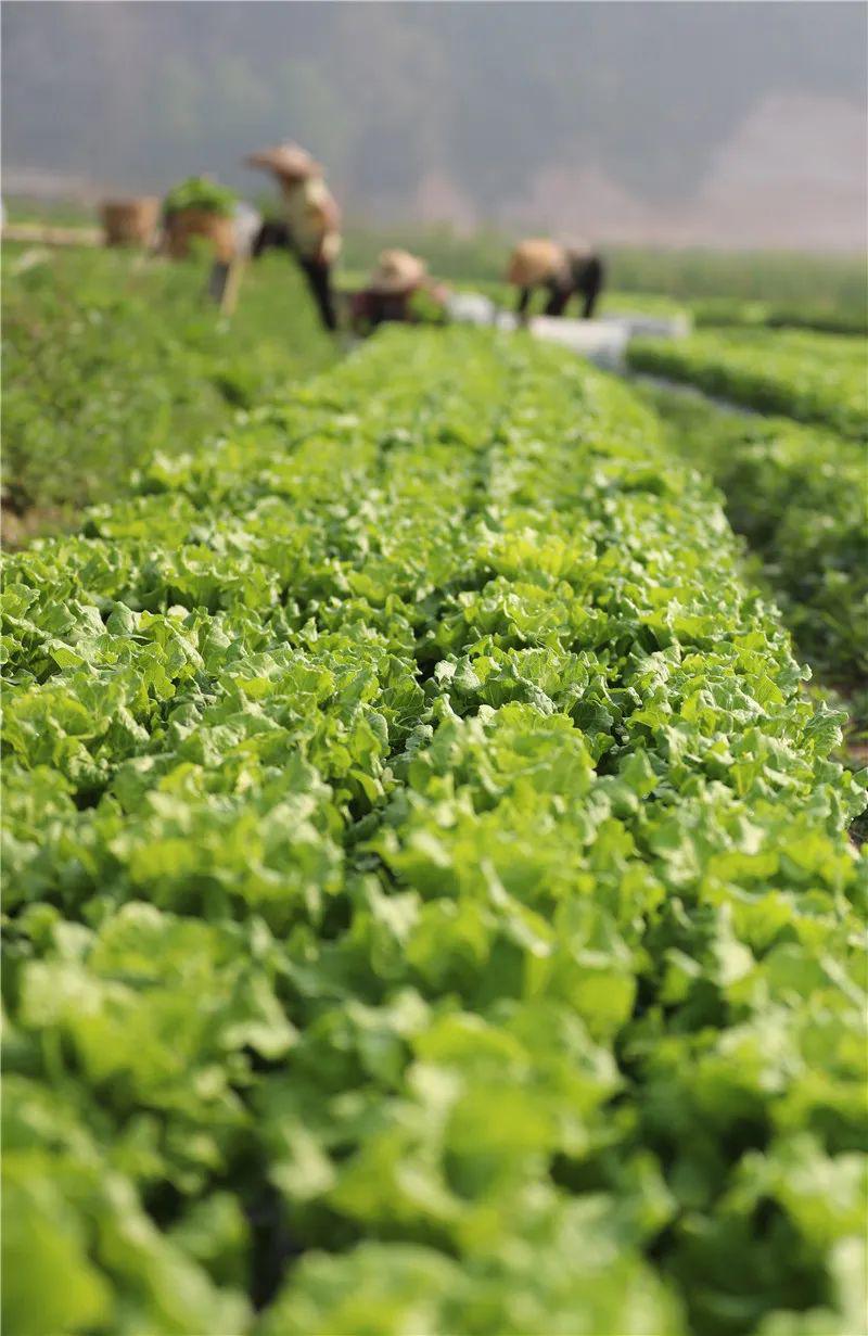 玉屏:扶贫蔬菜喜获丰收_洞坪村