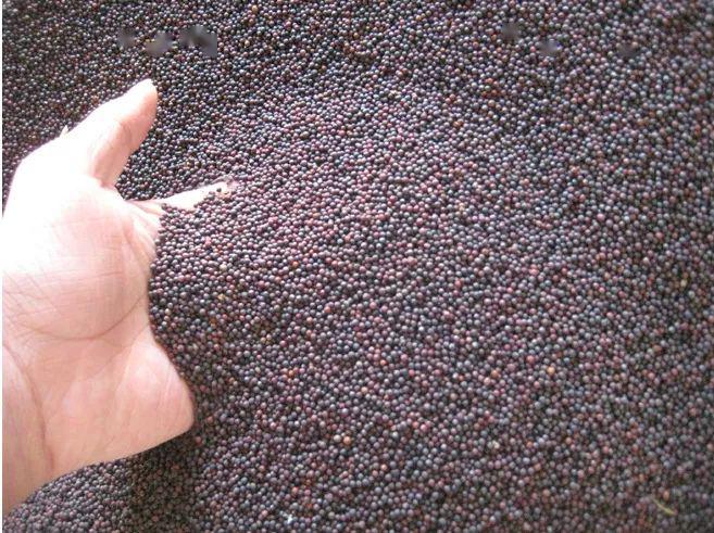 建南人又到了打菜籽的时节还有多少人会打