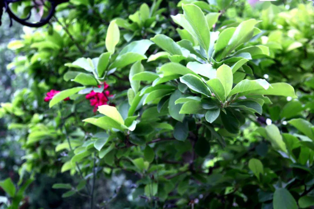 晓夏初立斗指东南河汉欲曙天