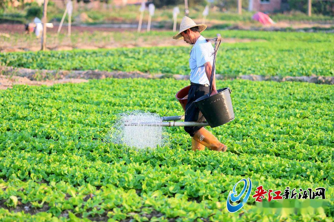 在位于西园的一处蔬菜种植基地,菜农正在给叶菜浇水.