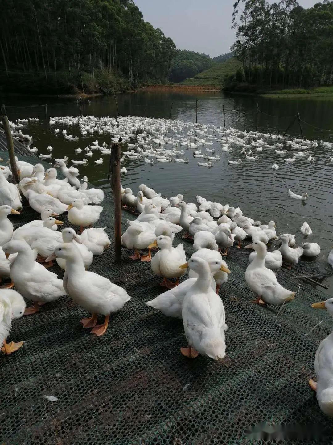 高密度樱桃谷鸭养殖场运用微生物技术后水体活爽不臭鸭群健康操作技术