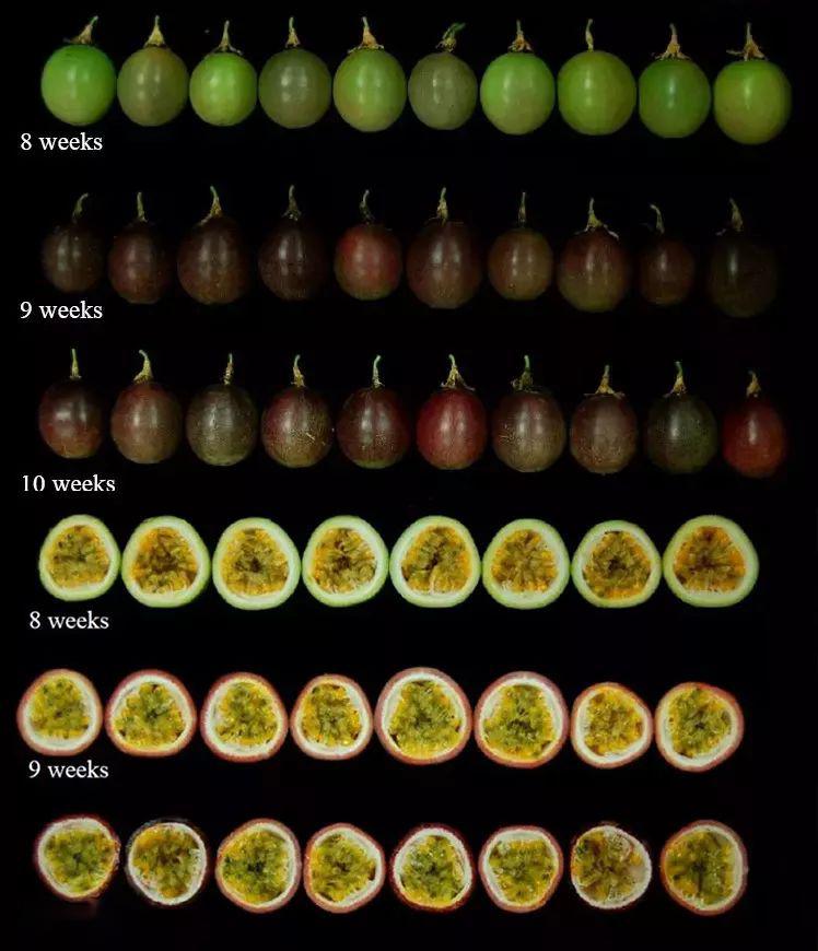 百香果果实结构图片