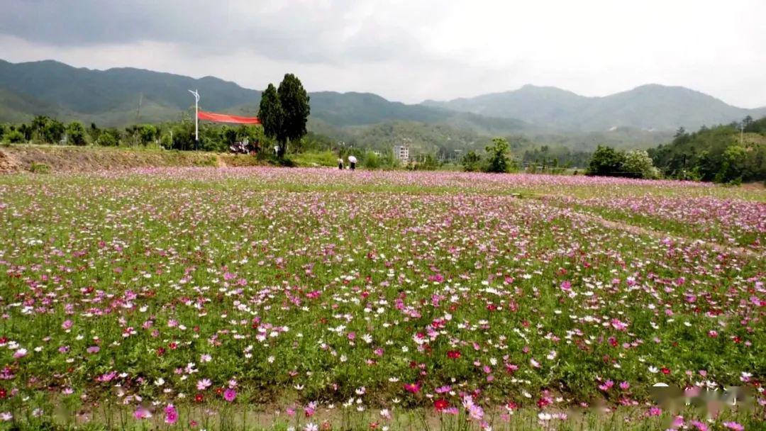 长汀县大同镇红湖村打造网红打卡地助力乡村振兴