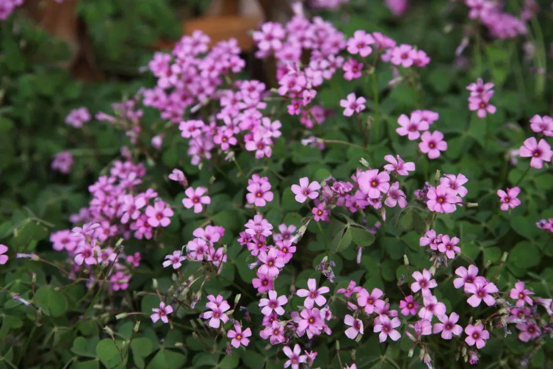 晓夏初立斗指东南河汉欲曙天