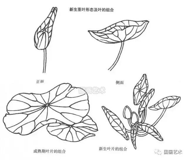 线描睡莲画法与画谱欣赏