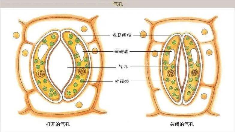 植物叶表皮气孔结构图图片