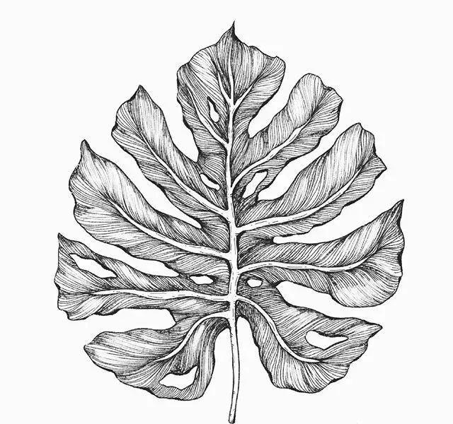 线稿教程插画师一步一步教你画线稿看了叶子就会了