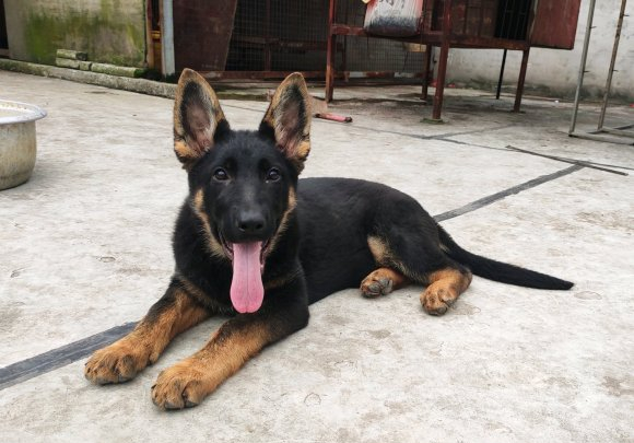 德牧跑出去玩了一中午回家喝了一盆水真是海量