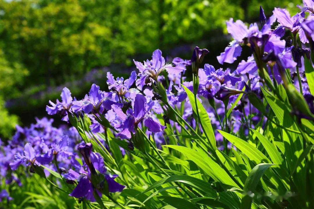 马莲花又名马兰花,蝴蝶兰,蝴蝶花马莲花又含有宿世