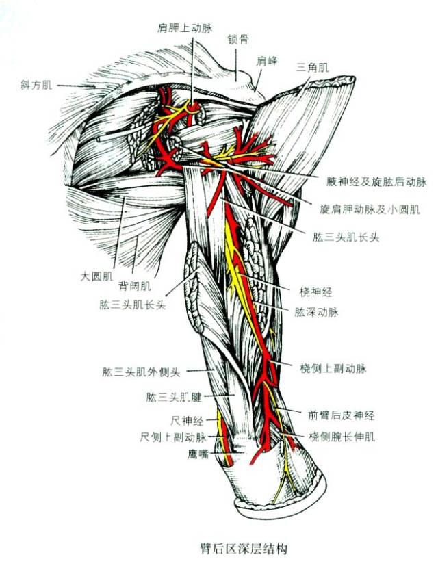 臂丛神经牵拉图片