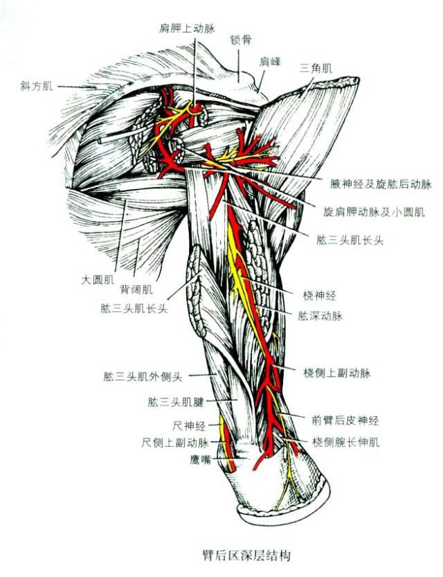 上肢神经分布图片