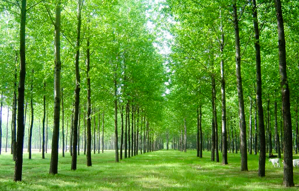 五一期间,杨柳絮引发火灾爆炸集中爆发,化工厂该如何预防 _杨树和