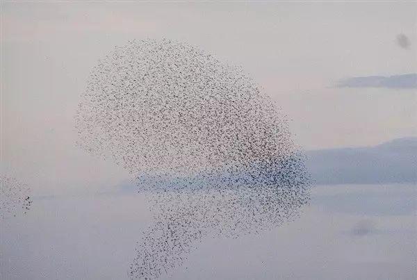 罕见一幕上千只鸟聚集构成鸟头图案