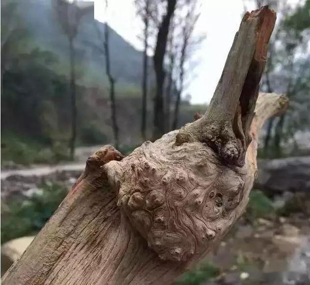 從圖片中來看,這塊樹瘤料確實不小,樹皮上還依附著