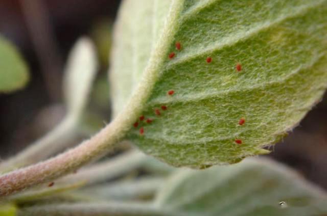 这个配方防治果树红蜘蛛绝了成螨若螨卵全杀持效期30天