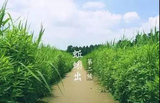 立夏三候:初候螻蟈鳴,二候蚯蚓出,三候王瓜生.